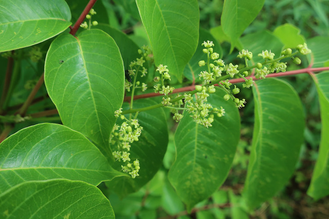 うるしの木の花 – 臼杵春芳 木工房